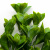 Трава искусственная -1, шт (эвкалипт лист 32 см/8 см)				 - купить в Якутске. Цена: 169.93 руб.