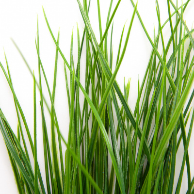 Трава искусственная -4, шт  (осока 50 см/8 см  7 листов)				 - купить в Якутске. Цена: 130.73 руб.